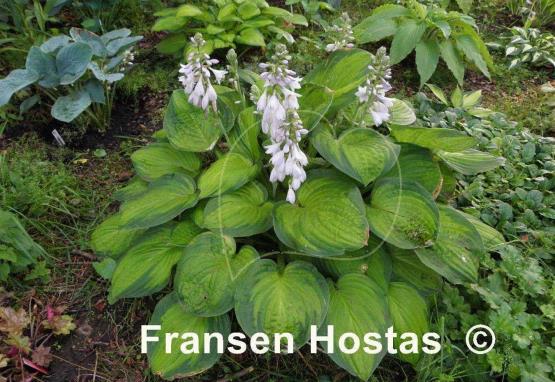 Hosta Lunar Orbit